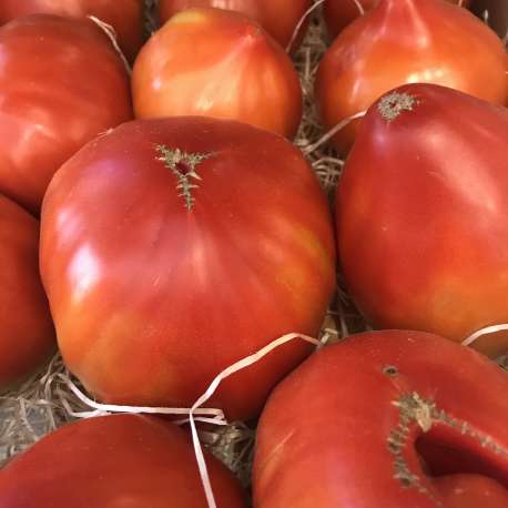 Tomate Hector (500g ou 1kg)