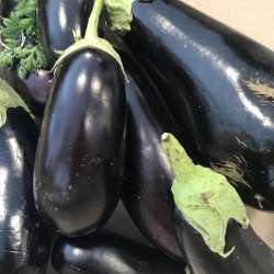 aubergine violette (au kg)