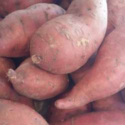 Patates douces  (LES 100 GR)