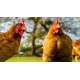 poulet fermier  (2 kg)