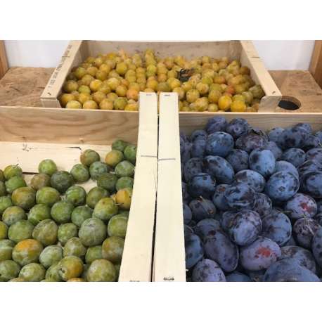 Mirabelles du Rhône