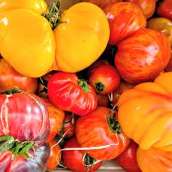 Tomates CAT 2 multivariétés