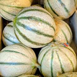 Melon à l'unité (env. 1kl)
