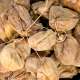 Figues sèche Bio de Turquie (les 100 gr)